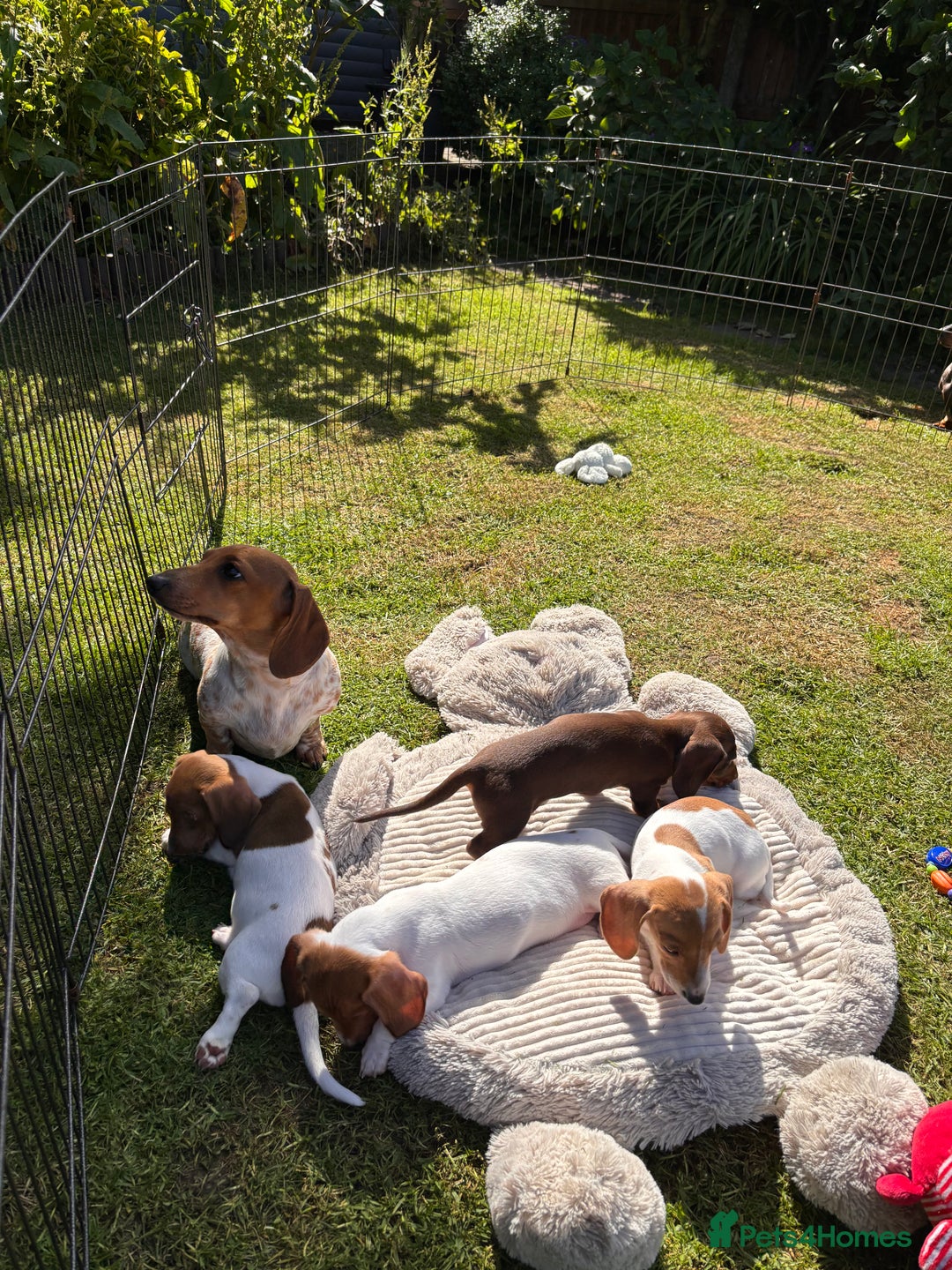 Miniature Dachshund dogs for sale: Pure Piebald Miniature Dachshunds Champion Lines - Image 15