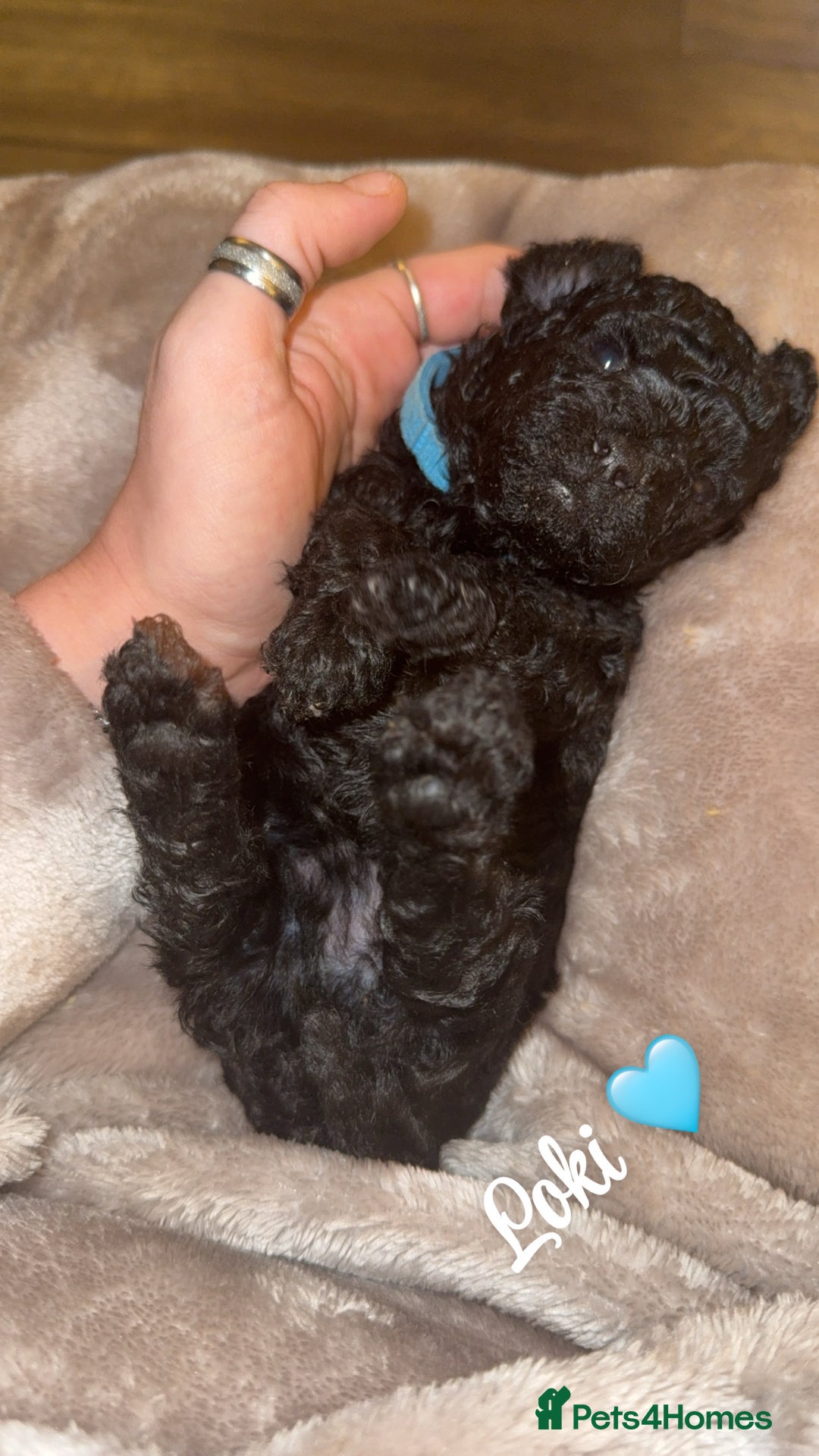 Toy Poodle dogs for sale: 5 generation championship pedigree toy poodle pups - Advert 10