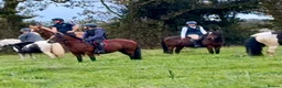 Irish Cob horses for sale: 13.2 mothers dream all rounder  - Advert 17
