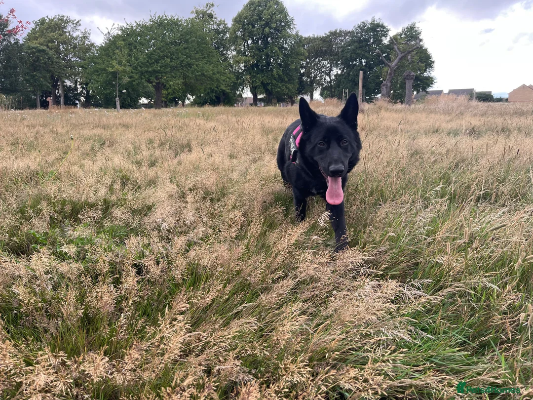 Mixed Breed dogs for sale: Shollie female  - Advert 3