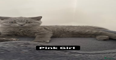 British Shorthair cats in Braintree - Advert 11