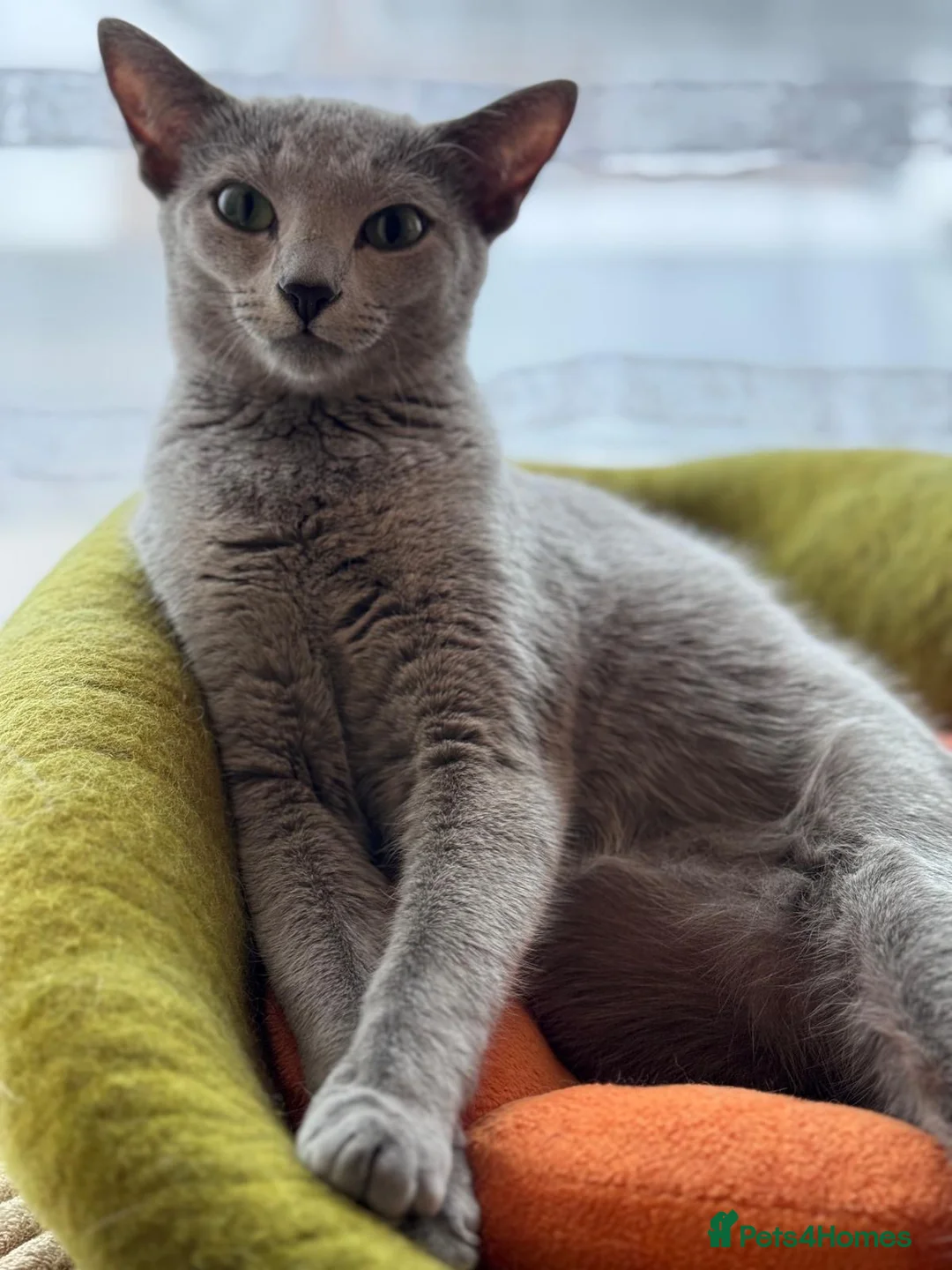 Russian Blue cats for sale: Two beautiful Russian Blue princesses available! - Advert 2