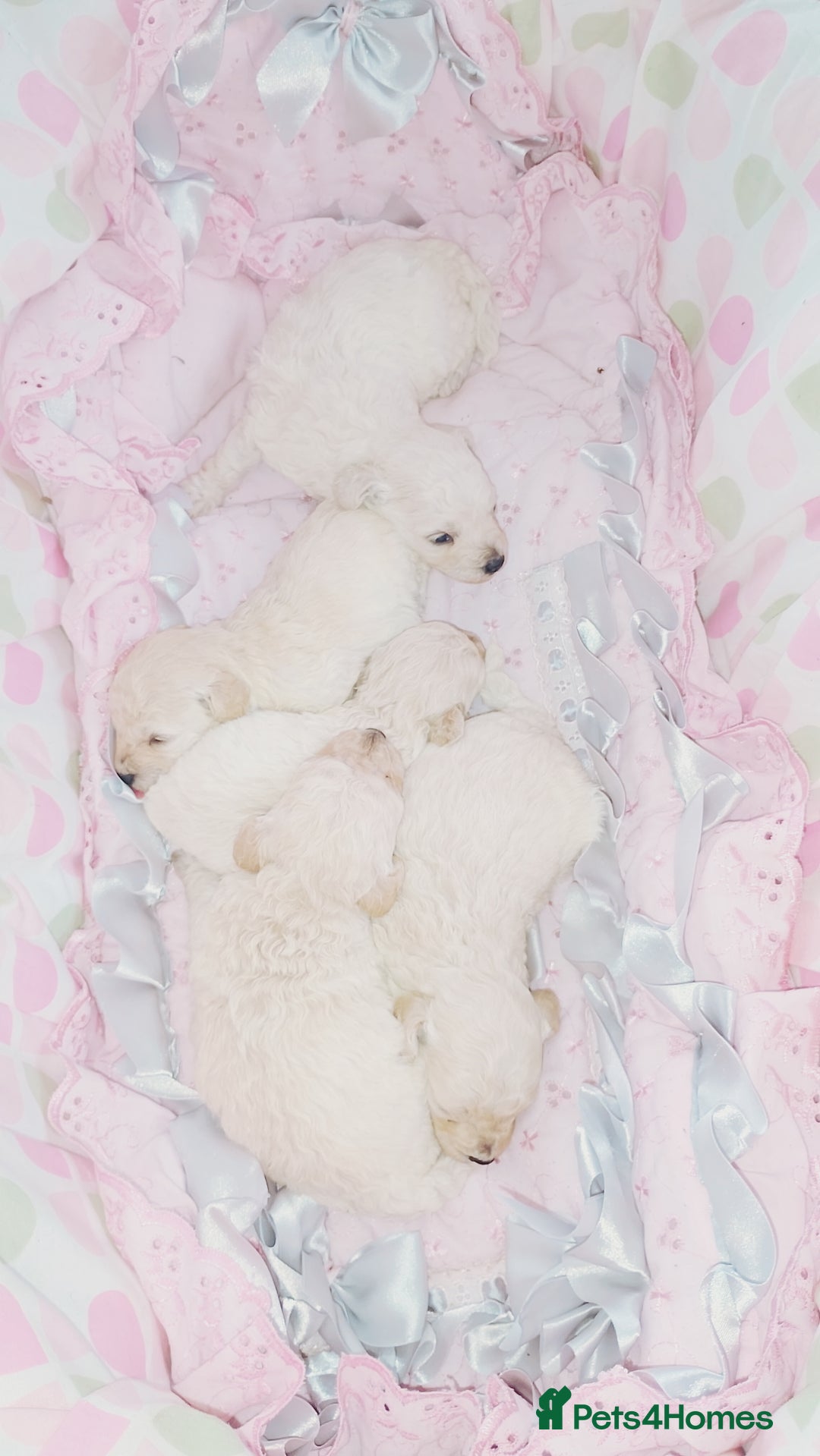 Miniature Poodle dogs for sale: Miniature poodle  - Image 7
