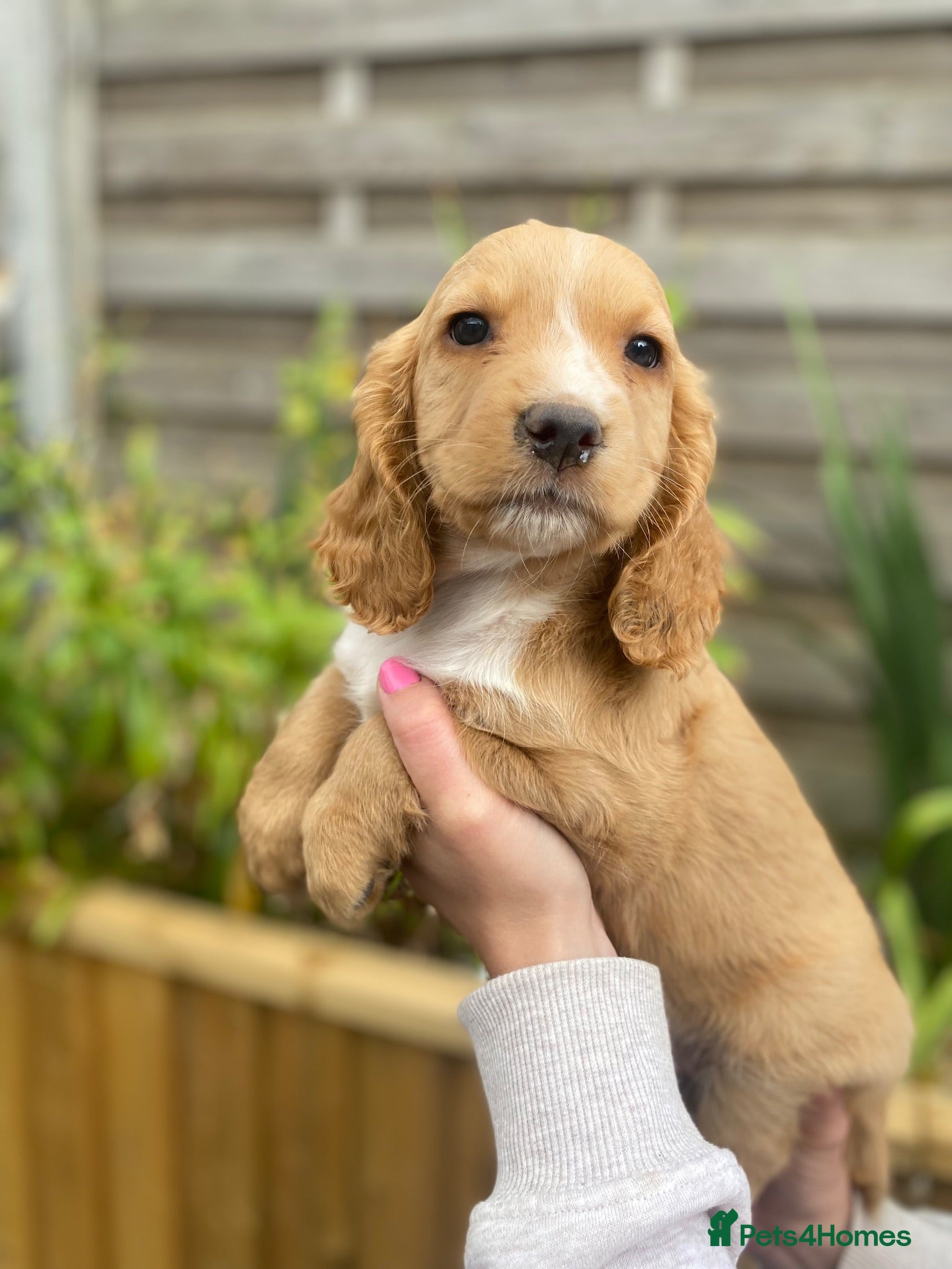 Cocker Spaniel dogs  Beautiful Working Cocker Spaniels Puppies - Advert 2