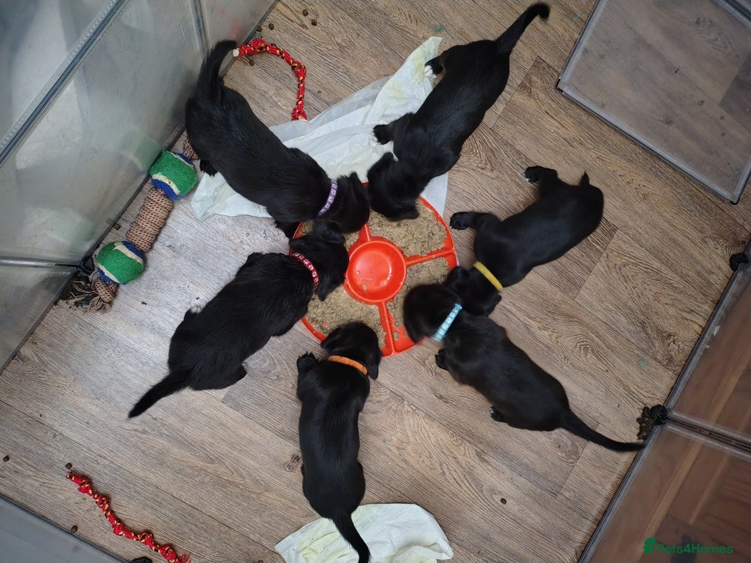 Mixed Breed dogs for sale: READY!! Sprocker jack pups + free bag in Hereford - Image 4