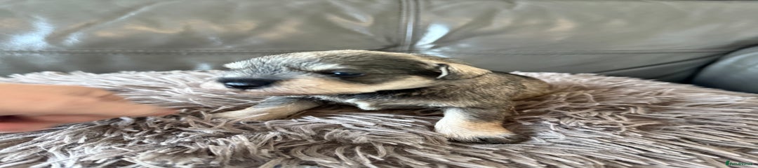 Miniature Schnauzer Puppy 2