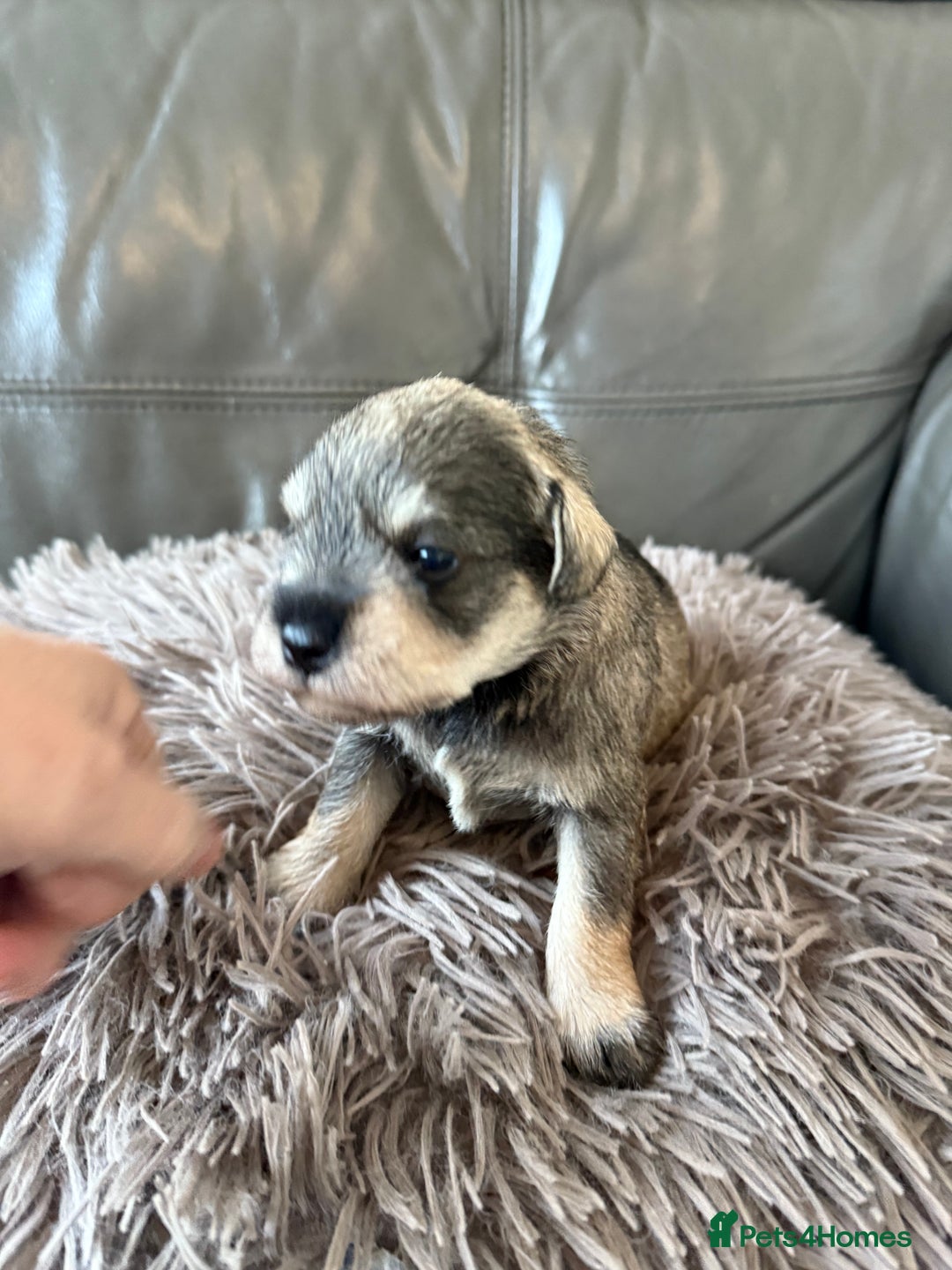 Miniature Schnauzer dogs for sale: KC MAC BVA MIniature Schnauzer puppies  - Image 10