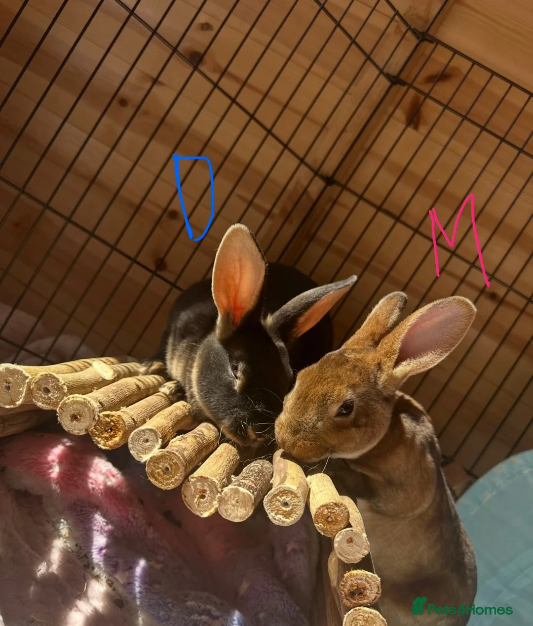 Rex rabbits for sale: Beautiful mini/standard mix Rex Bunnies - Advert 8