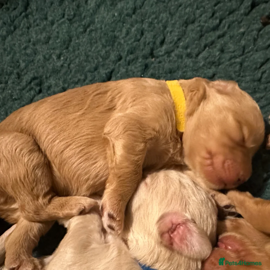 Double Doodle dogs for sale: Stunning Standard F3 Labradoodles  - Advert 38