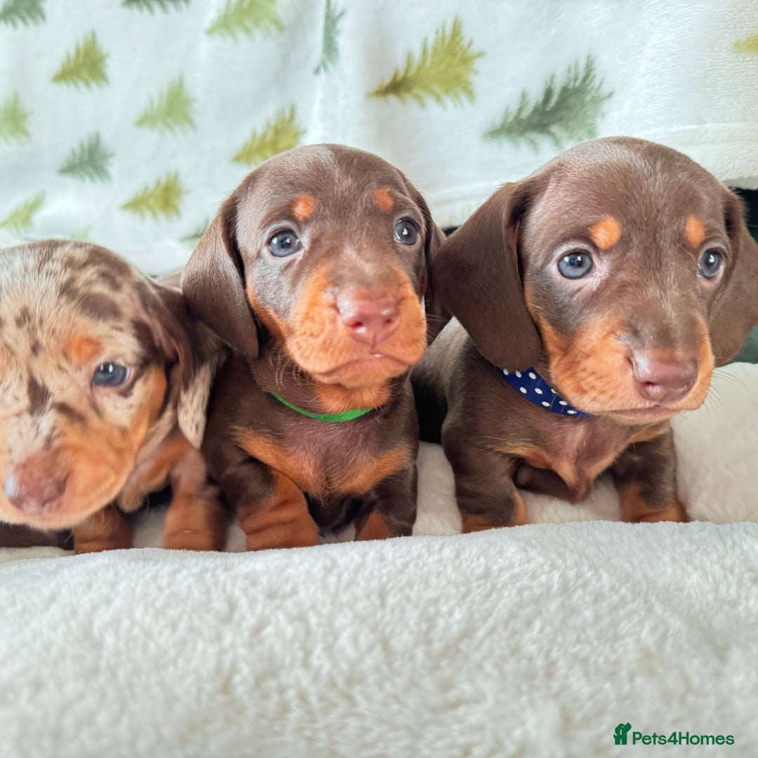 Miniature Dachshund dogs for sale: 6 KC registered miniature dachshund pupps  - Advert 20