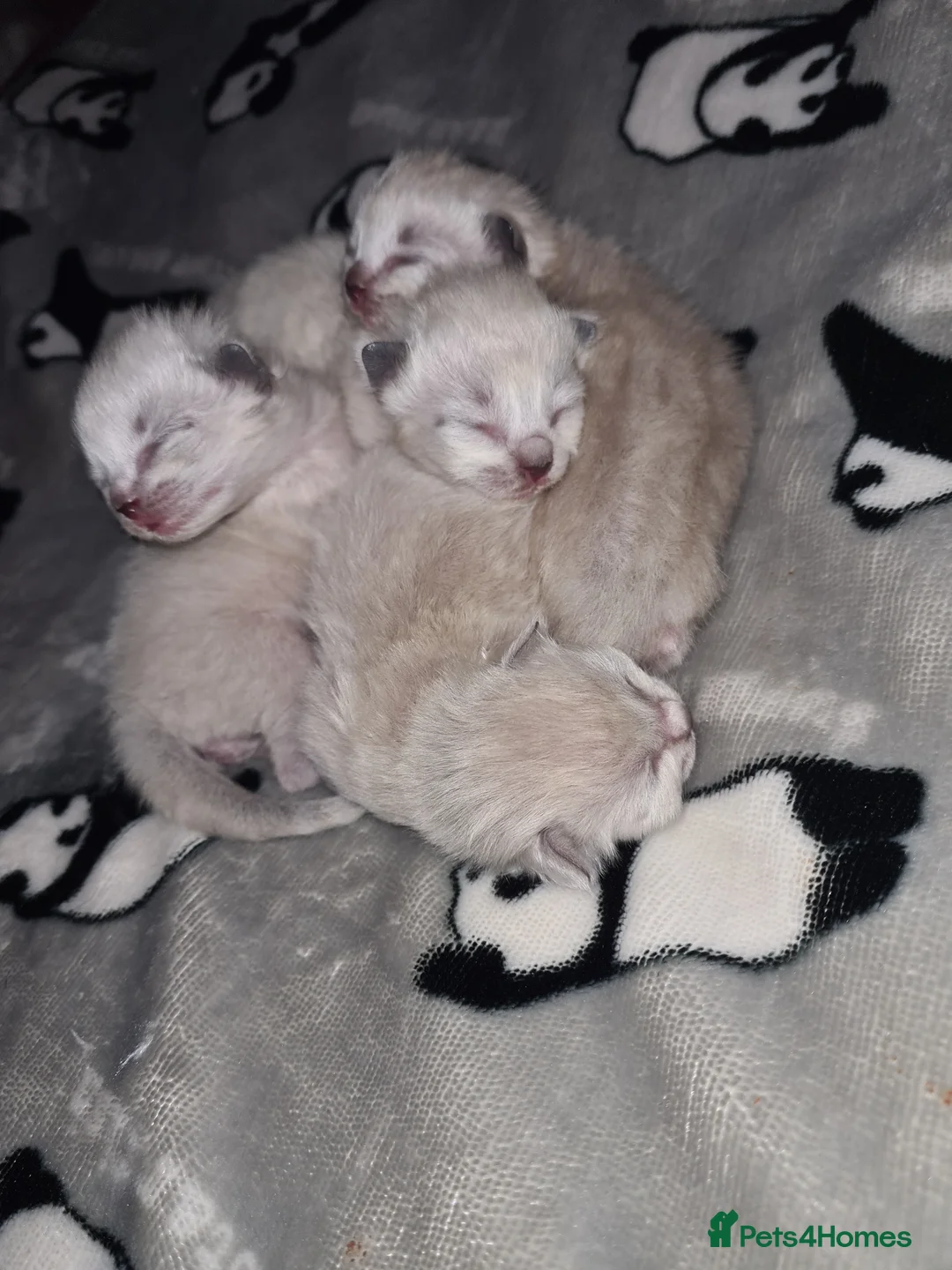 Ragdoll cats for sale: Ragdoll kittens  - Advert 7