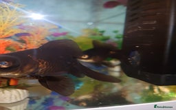 Goldfish fish for sale: 2 Black Moors Free To Good Home - Image 2