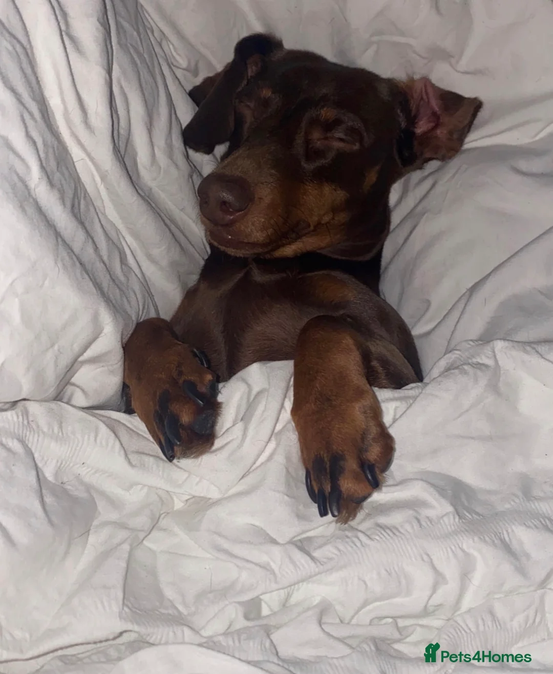 Miniature Dachshund dogs for sale: Dapple Miniature Dachshund puppies - Advert 18