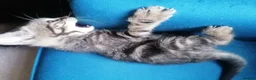 Mixed Breed cats for sale: Adorable kittens  - 8 weeks old - various colours in Chertsey - Advert 22