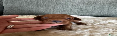 Cockapoo 4