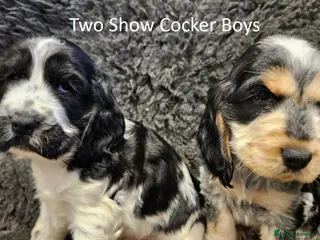 Cocker Spaniel dogs Stunning Show Cockers. Health Tested/KC Registered - Advert 15