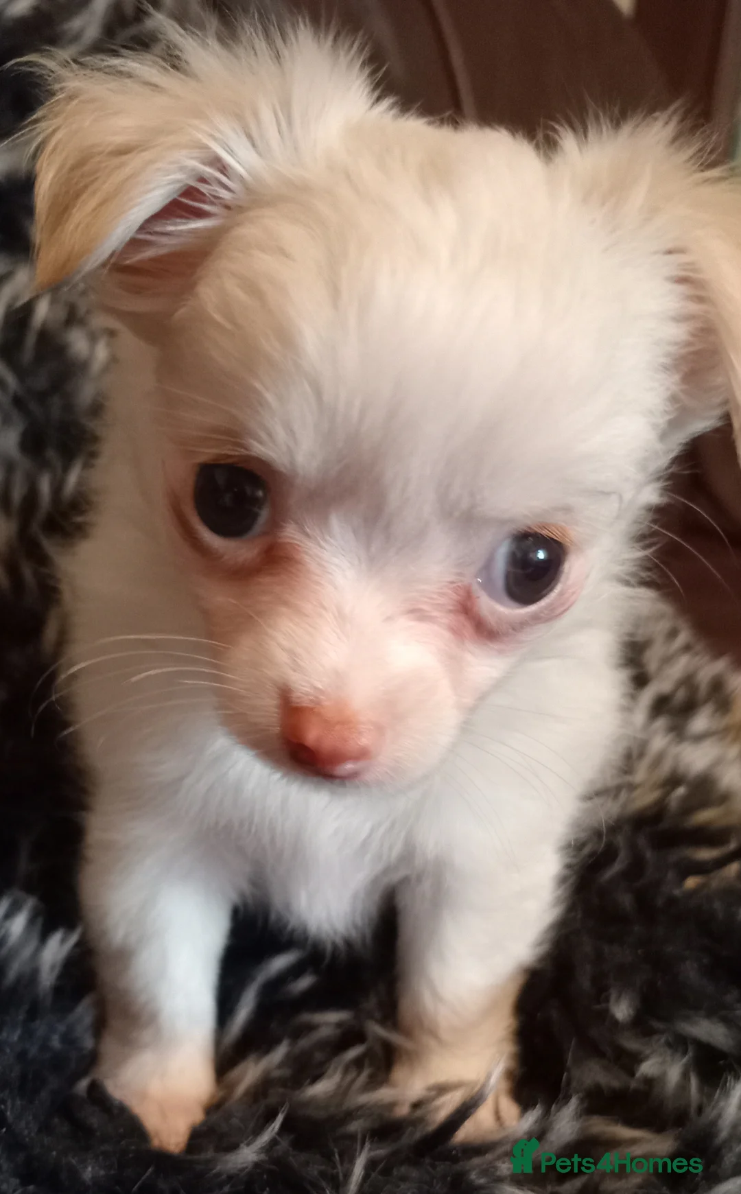 Chihuahua dogs for sale: Chihuahua long coat puppies in Peterborough - Advert 9