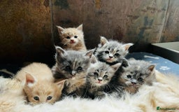 Maine Coon cats for sale: 1 Cream Boy Available. Ready Now.  - Image 13