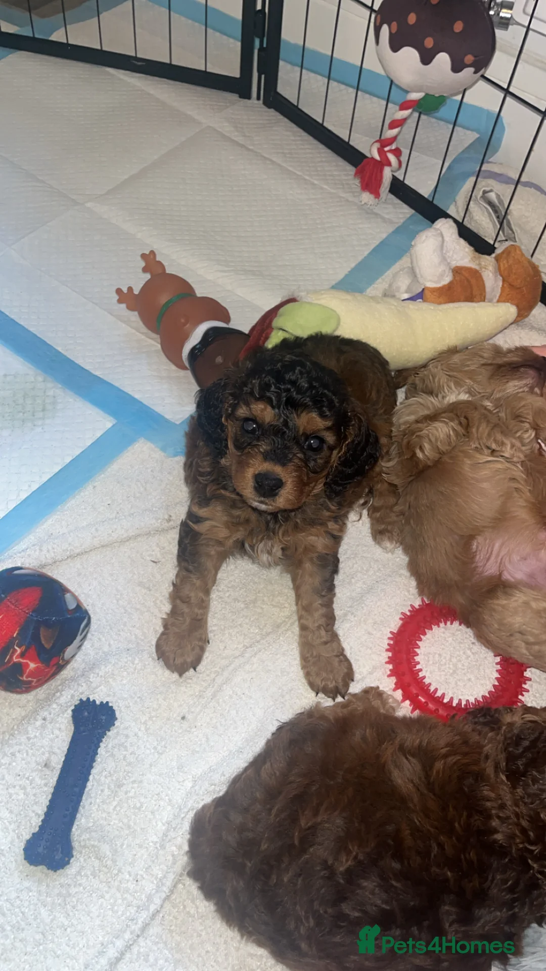 Cavapoo dogs for sale: Beautiful cavapoo 💙 - Advert 5