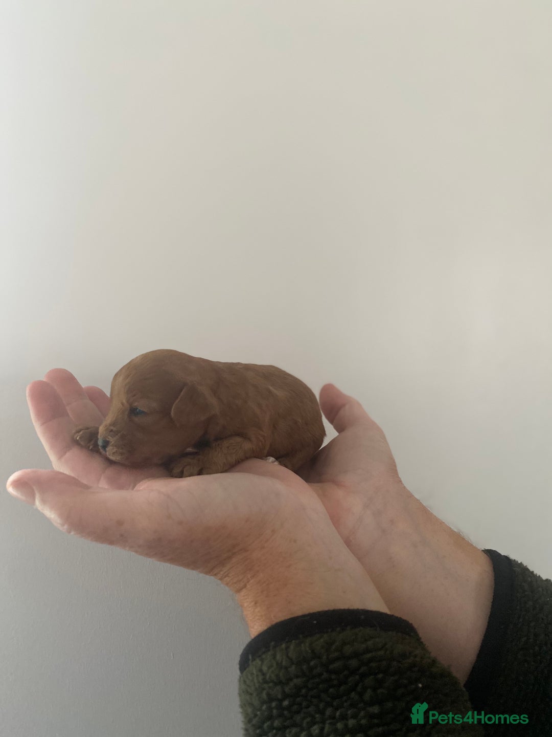 Cavapoo dogs for sale: Beautiful Cavapoo puppy’s❤️ - Image 10