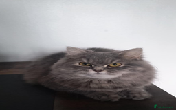British Longhair cats for sale: Spayed British Longhair Female Adult - Image 12