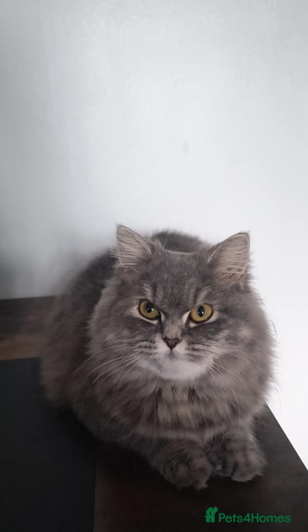 British Longhair cats for sale: Spayed British Longhair Female Adult - Image 12