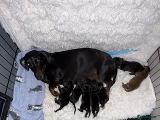 Dachshund dogs DACHSHUND PUPPIES!! READY SOON!!! - Advert 15