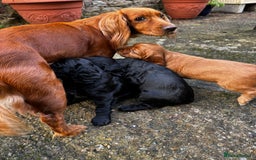 Cocker Spaniel dogs for sale: BLACK WORKING COCKER SPANIELS - Bitch and Dog - Image 8