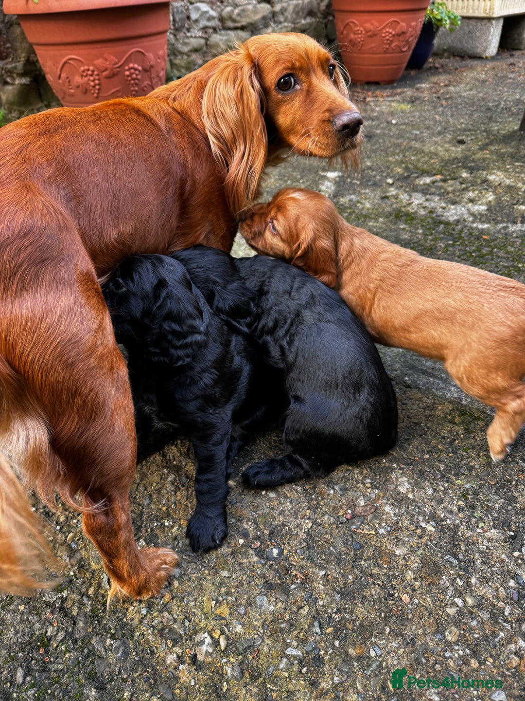 Cocker Spaniel dogs for sale: BLACK WORKING COCKER SPANIELS - Bitch and Dog - Image 8