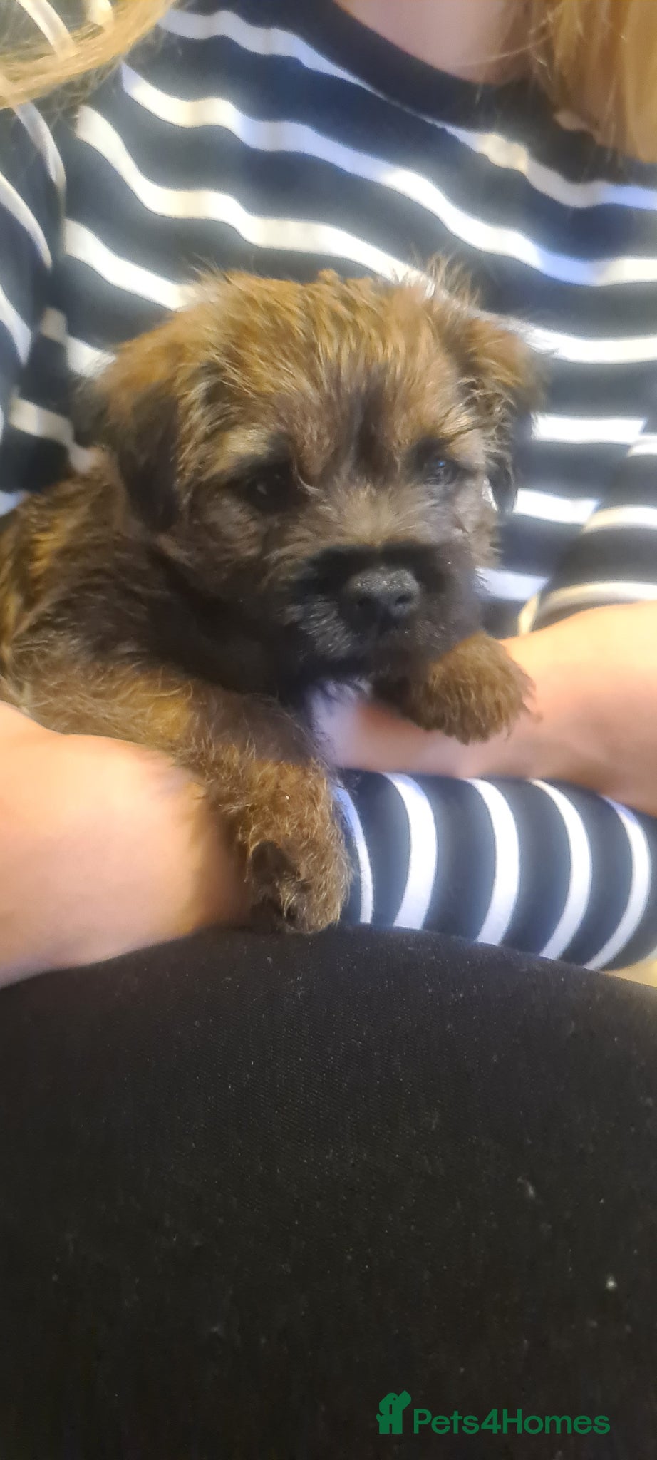 Border Terrier dogs Pedigree Border Terrier Puppies - Advert 1