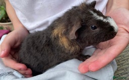 Guinea Pig rodents for sale: 3 baby guinea pigs!! - Image 4