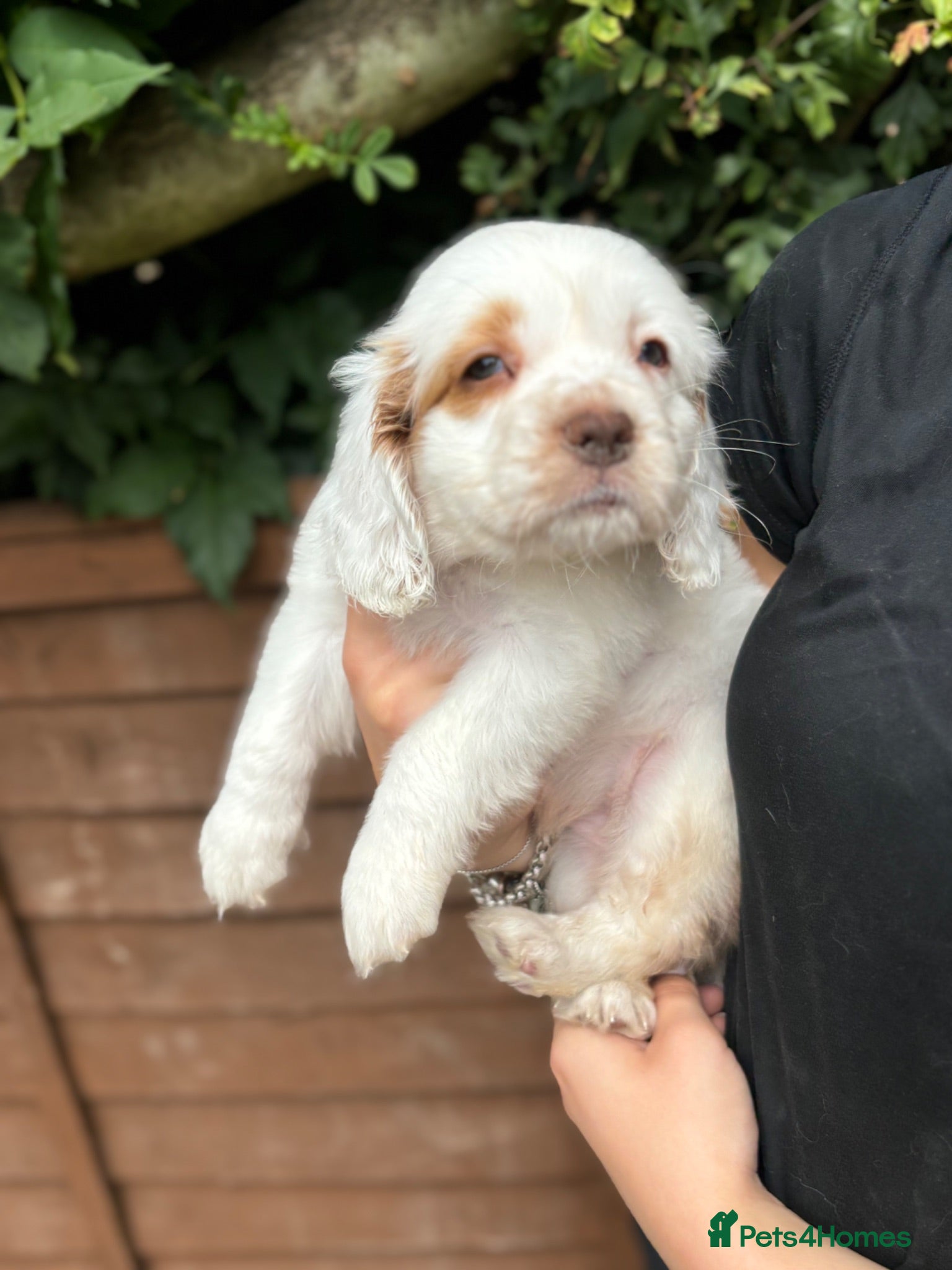 Clumber Spaniel dogs Top Quality Clumber Girl - Advert 3