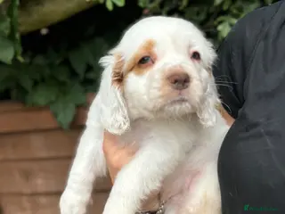Clumber Spaniel dogs Top Quality Clumber Girl - Advert 3