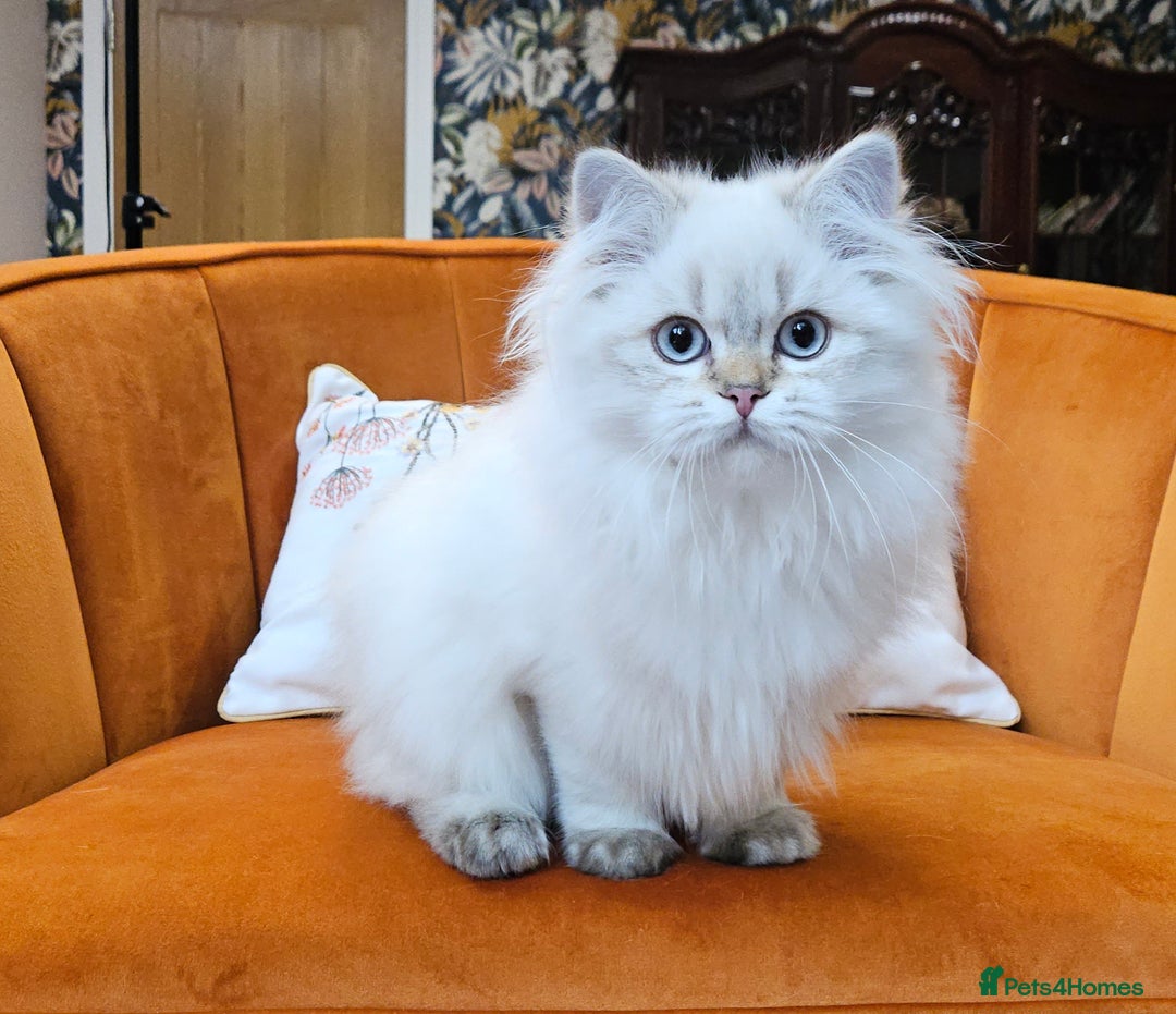 British Longhair cats for sale: Excellent Scottish straight Highland Kittens - Image 15
