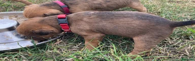 Lakeland Terrier 5