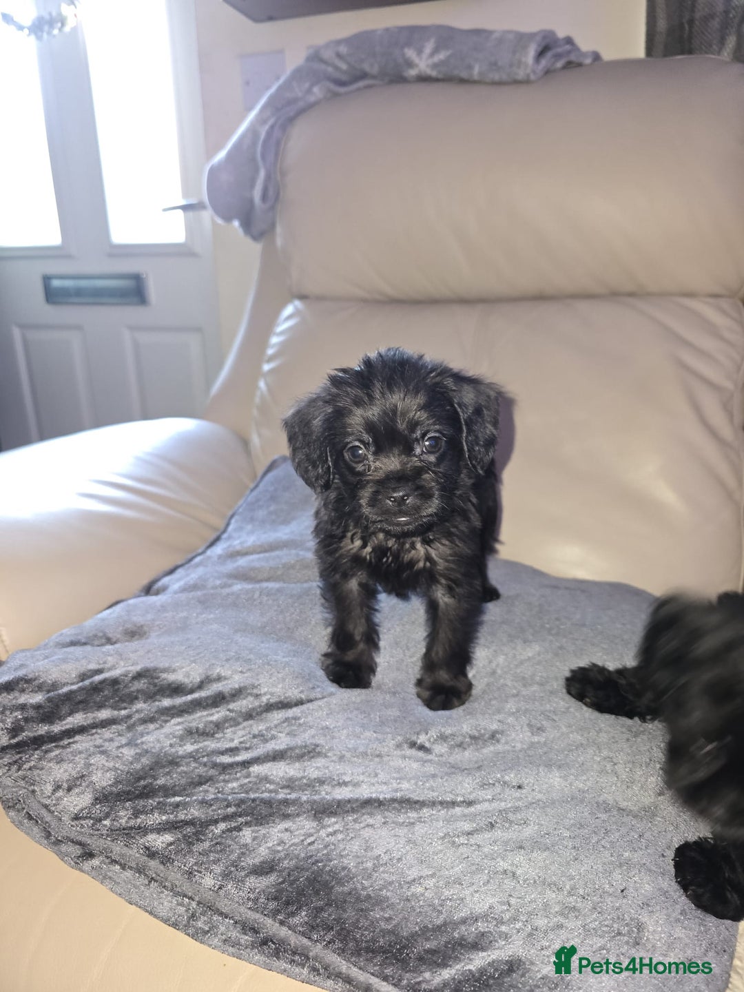 Mixed Breed dogs for sale: Pugapoo - Advert 3