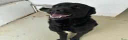 Mixed Breed dogs for adoption: Lonzo (Retriever mix) in Basingstoke - Advert 15