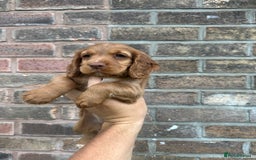 Cocker Spaniel dogs for sale: Working Cocker spaniel FTCH Bloodline  - Image 20