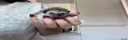 Pygmy Hedgehog rodents for sale: African Pygmy hedgehogs hoglets  - Advert 5
