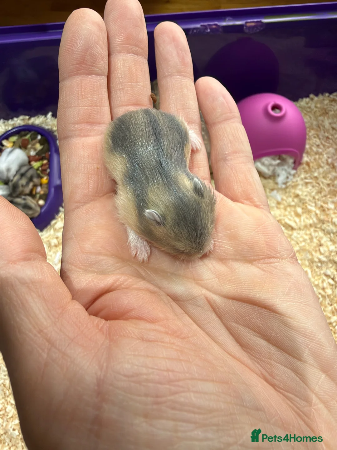 Hamster rodents for sale: 5 russian dwarf hamster pups - Advert 9