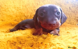 Dachshund dogs for sale: dachshund puppies  - Image 15