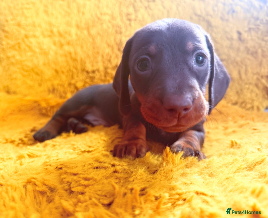 Dachshund dogs for sale: dachshund puppies  - Image 15