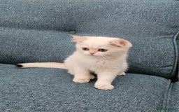 Scottish Fold cats for sale: Excellent Scottish straight kittens  - Image 35