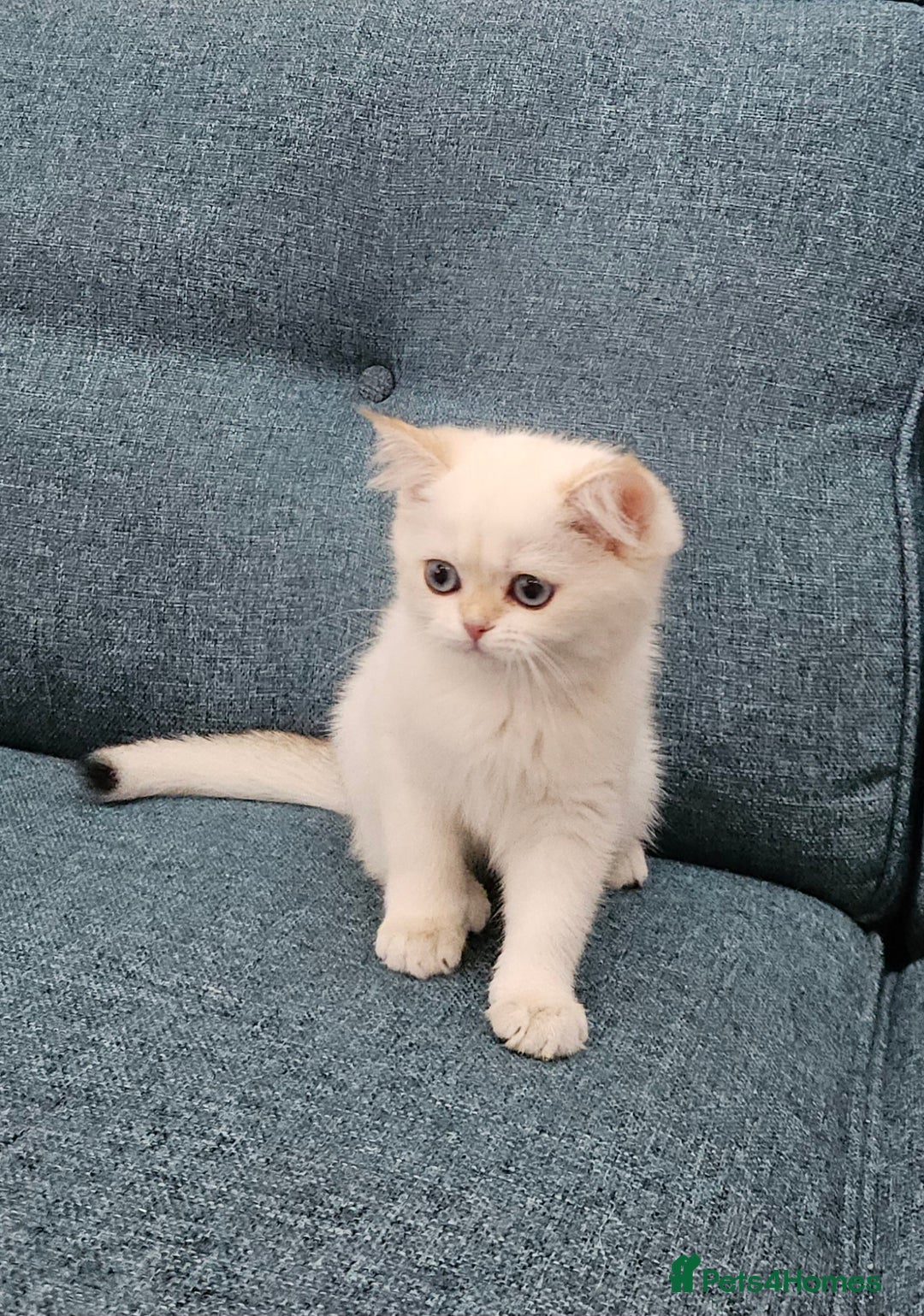 Scottish Fold cats for sale: Excellent Scottish straight kittens  - Image 35