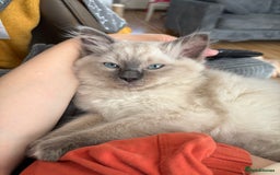 Ragdoll cats for sale: Male ragdoll kitten (4 months old) - Image 2