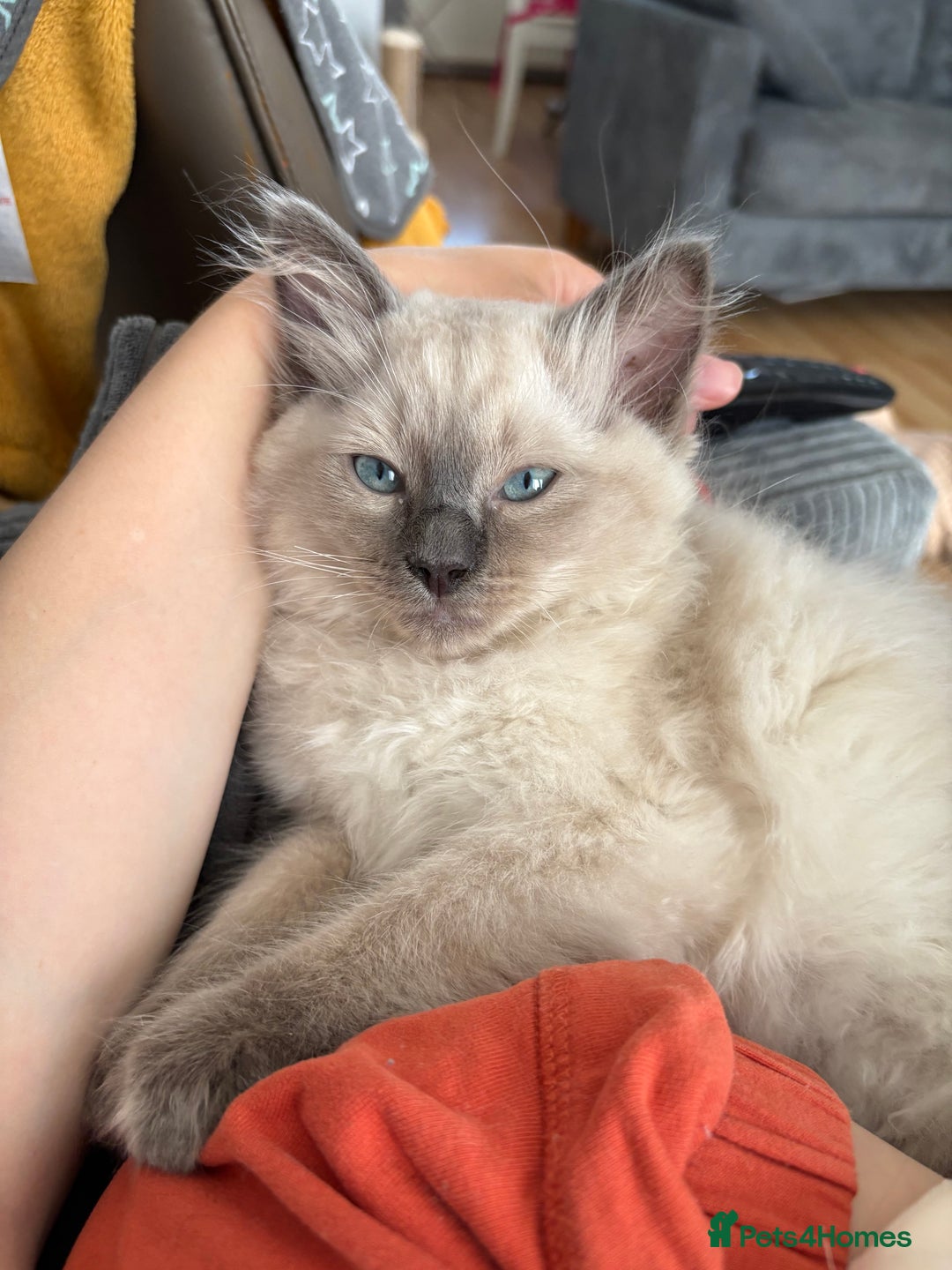 Ragdoll cats for sale: Male ragdoll kitten (4 months old) - Image 2