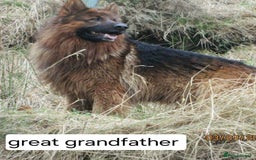 German Shepherd dogs for sale: German shepherd pups for sale  - Image 4