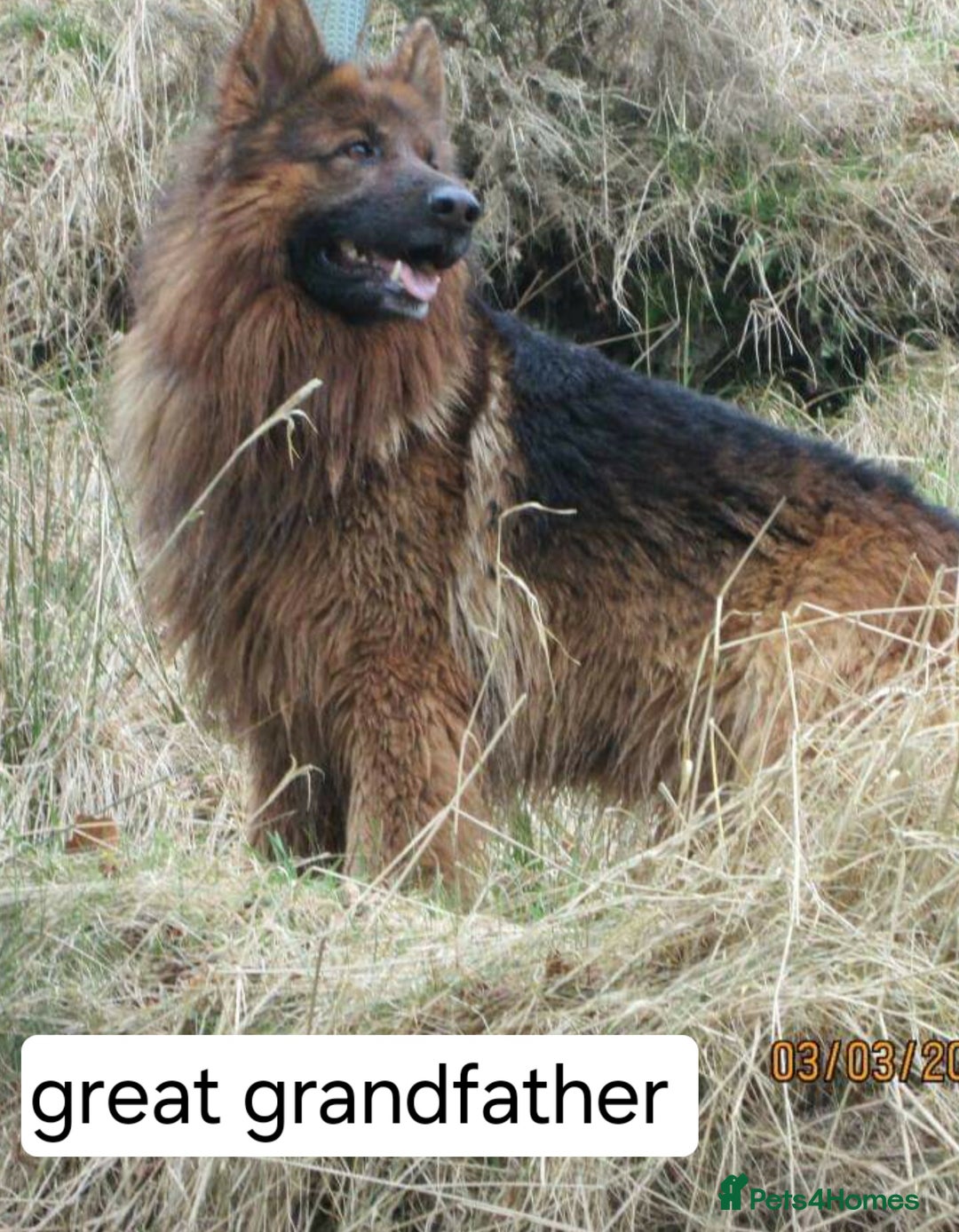 German Shepherd dogs for sale: German shepherd pups for sale  - Image 4