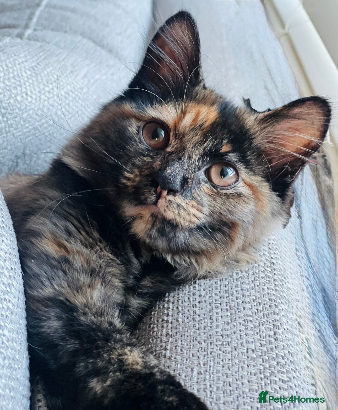 Mixed Breed cats Adorable Kittens Ready for Their Forever Homes 🐾 - Advert 8