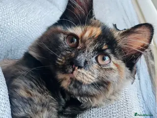 Mixed Breed cats Adorable Kittens Ready for Their Forever Homes 🐾 - Advert 8